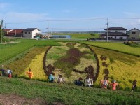 「田んぼアート」：絵が浮かび上がってきた