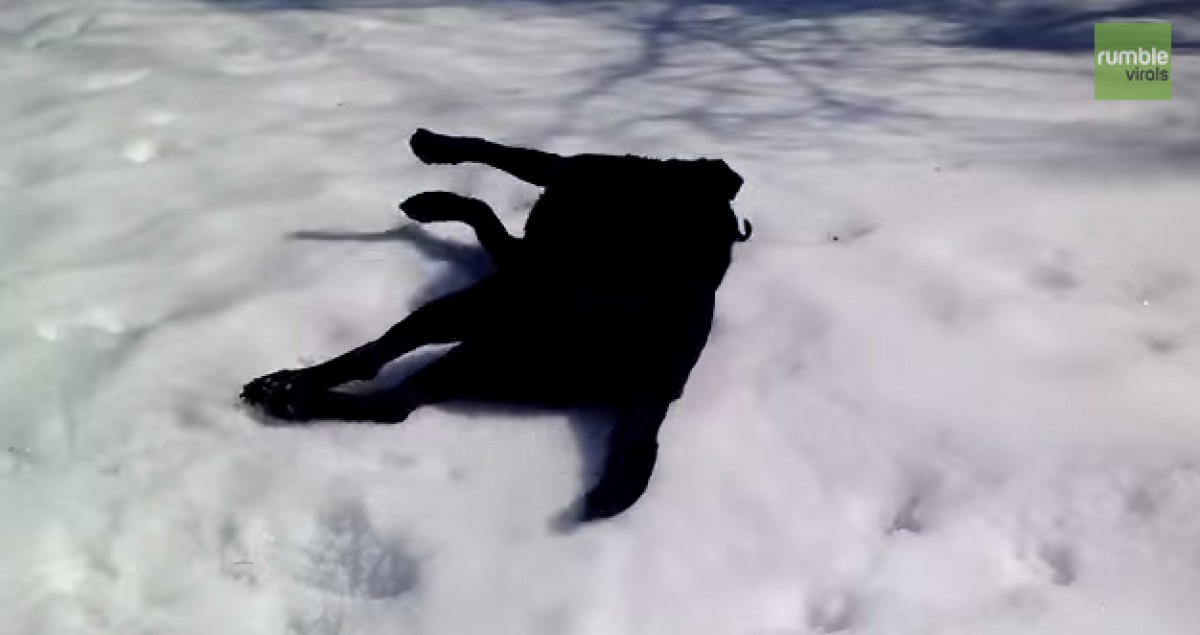＜動画＞雪に興奮！はしゃぎまくる犬が取った激カワな行動とは…