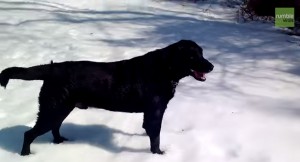 ＜動画＞雪に興奮！はしゃぎまくる犬が取った激カワな行動とは…