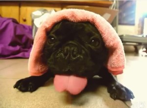 ＜動画＞まるで車のエンジン音？ パグの高速ペロペロがかわいすぎ