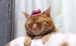 ＜動画＞猫の上にものをのせる「のせ猫」　ゆるすぎる日本の猫に海外からラブコール