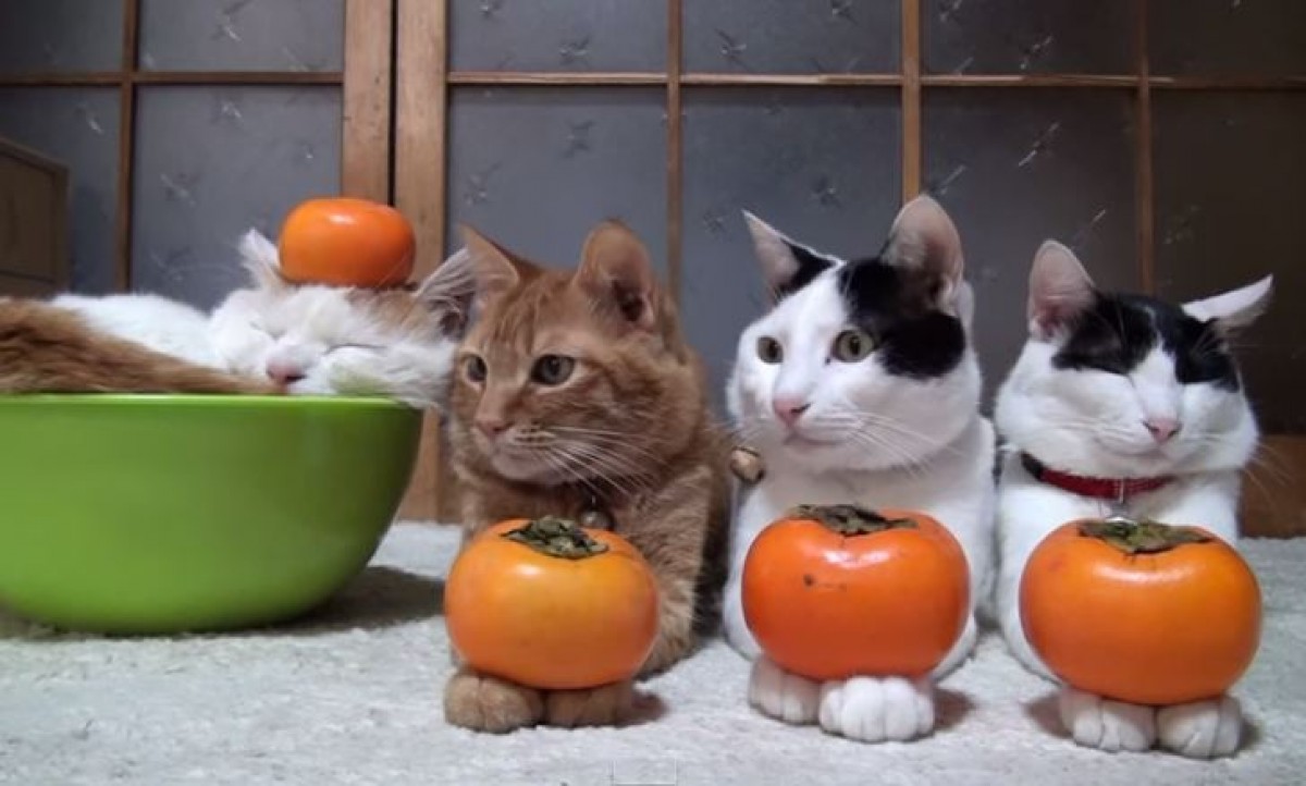 ＜動画＞猫の上にものをのせる「のせ猫」　ゆるすぎる日本の猫に海外からラブコール
