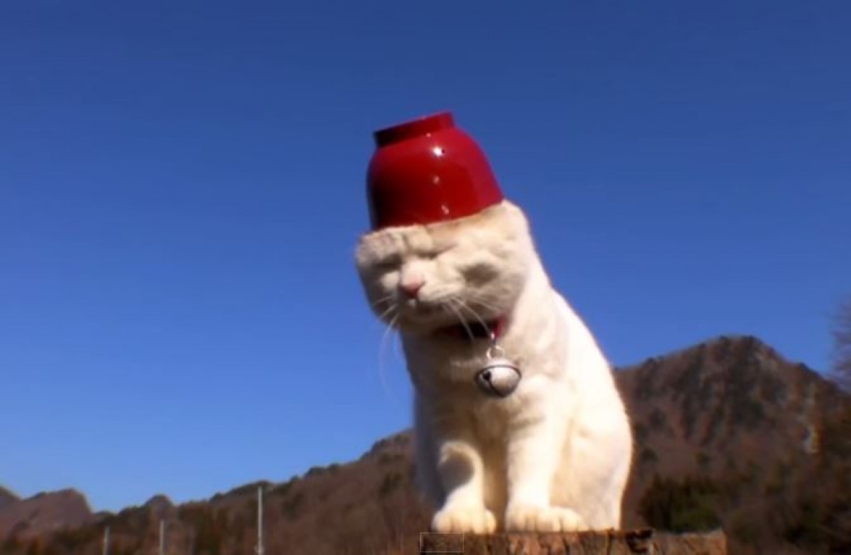 ＜動画＞猫の上にものをのせる「のせ猫」　ゆるすぎる日本の猫に海外からラブコール
