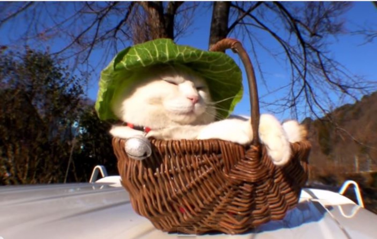 ＜動画＞猫の上にものをのせる「のせ猫」　ゆるすぎる日本の猫に海外からラブコール