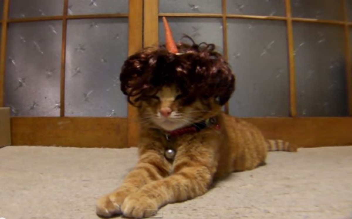 ＜動画＞猫の上にものをのせる「のせ猫」　ゆるすぎる日本の猫に海外からラブコール