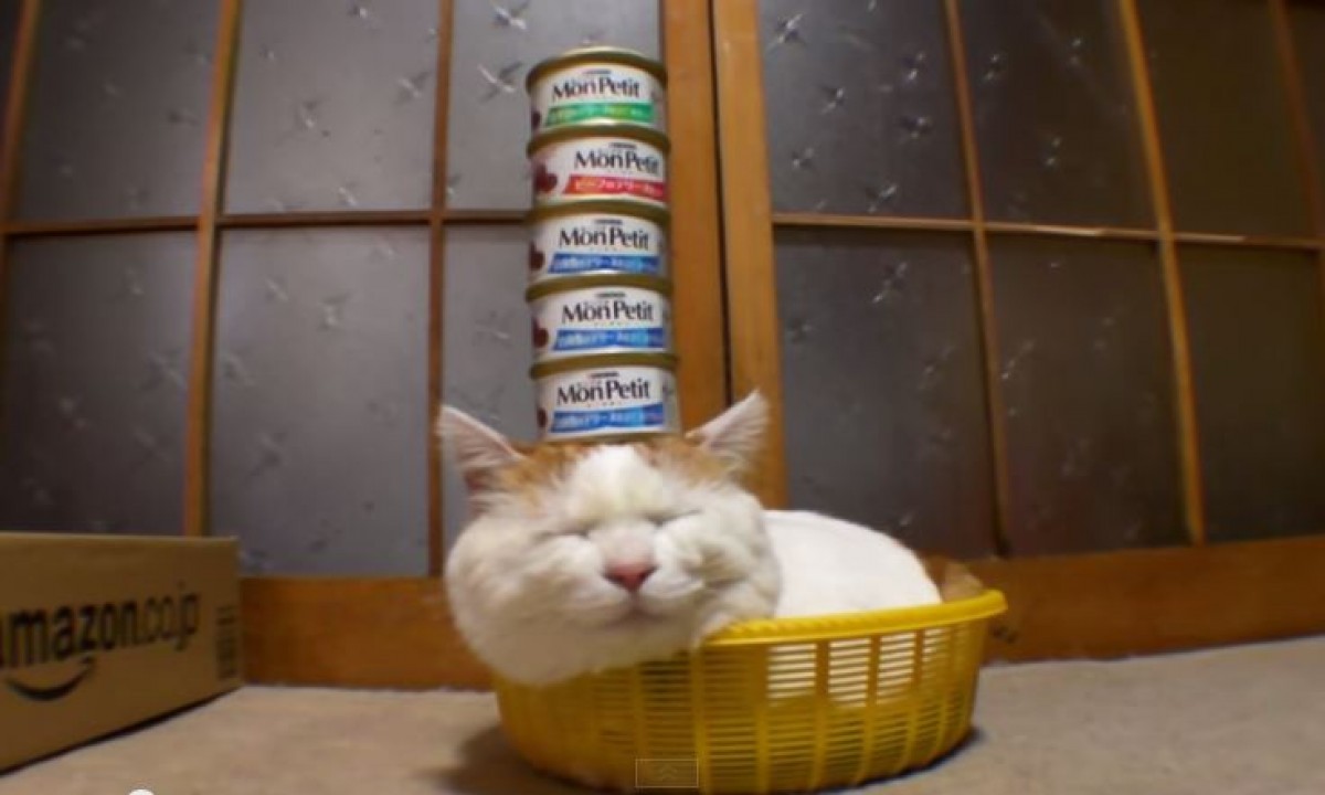 ＜動画＞猫の上にものをのせる「のせ猫」　ゆるすぎる日本の猫に海外からラブコール