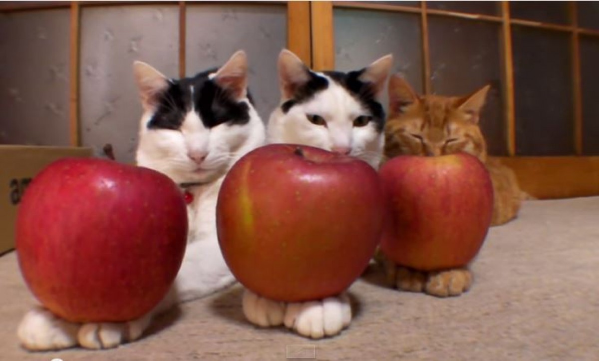 ＜動画＞猫の上にものをのせる「のせ猫」　ゆるすぎる日本の猫に海外からラブコール