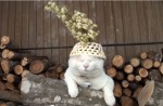 猫の上にものをのせる。ただそれだけでかわいい「のせ猫」