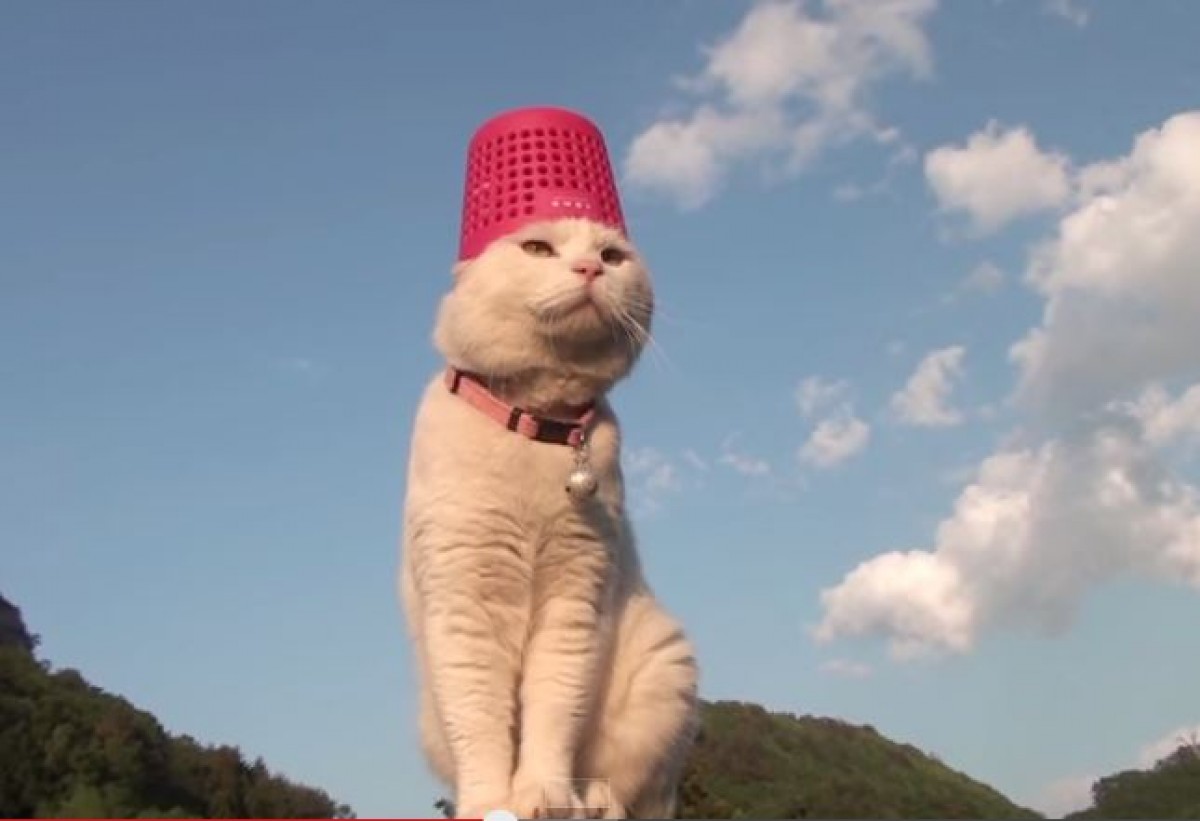 ＜動画＞猫の上にものをのせる「のせ猫」　ゆるすぎる日本の猫に海外からラブコール
