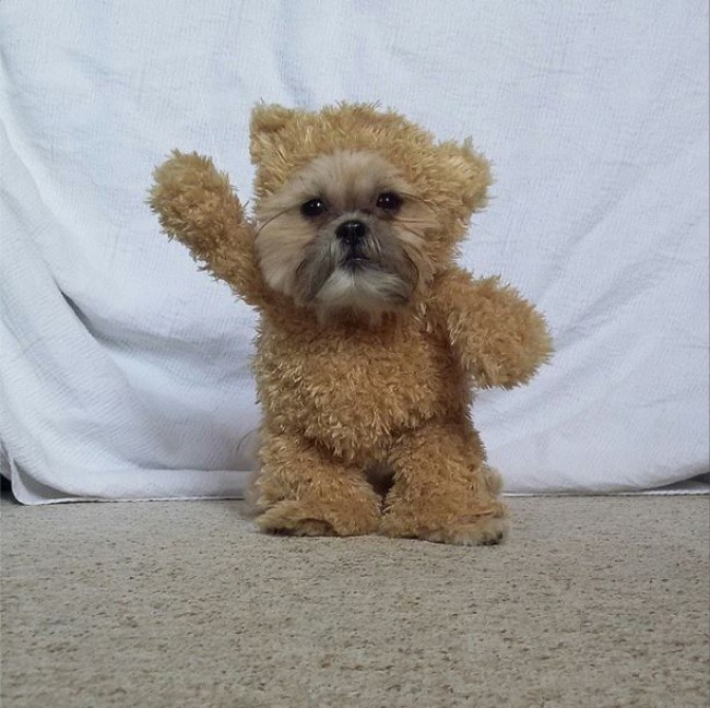 動画 スター ウォーズ イウォーク激似の着ぐるみシーズーにメロメロ 14年11月28日 写真 気になる ニュース クランクイン