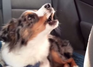 ＜動画＞『アナ雪』ソングで目覚めた子犬、“Let it go～”と共に遠吠え