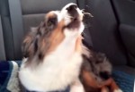 ウ～～～
