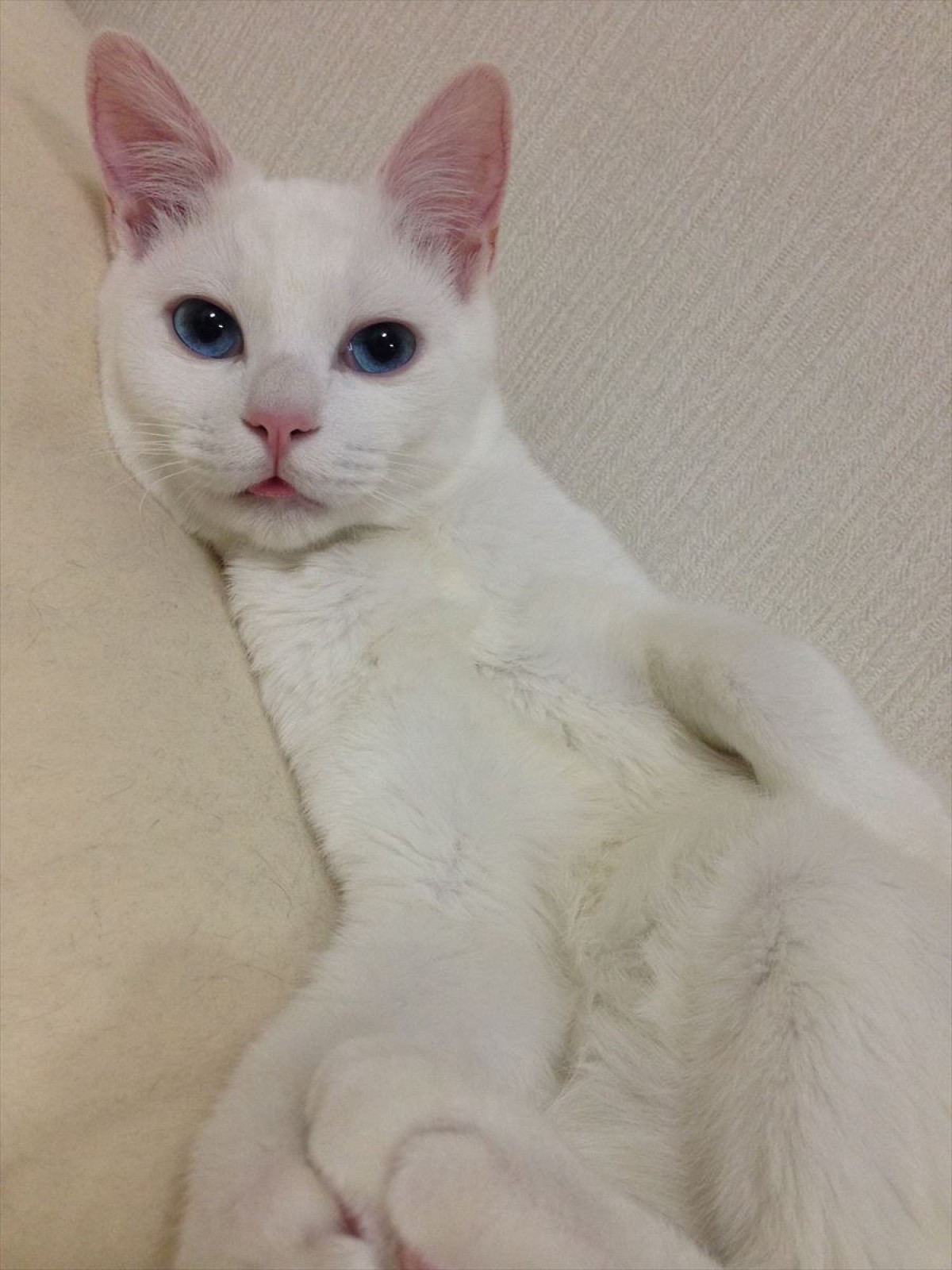 “日本一寝顔が酷い美猫”セツちゃん、初の写真集が登場！　未公開ショットも収録