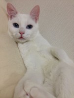 天使のようにかわいい猫だが…