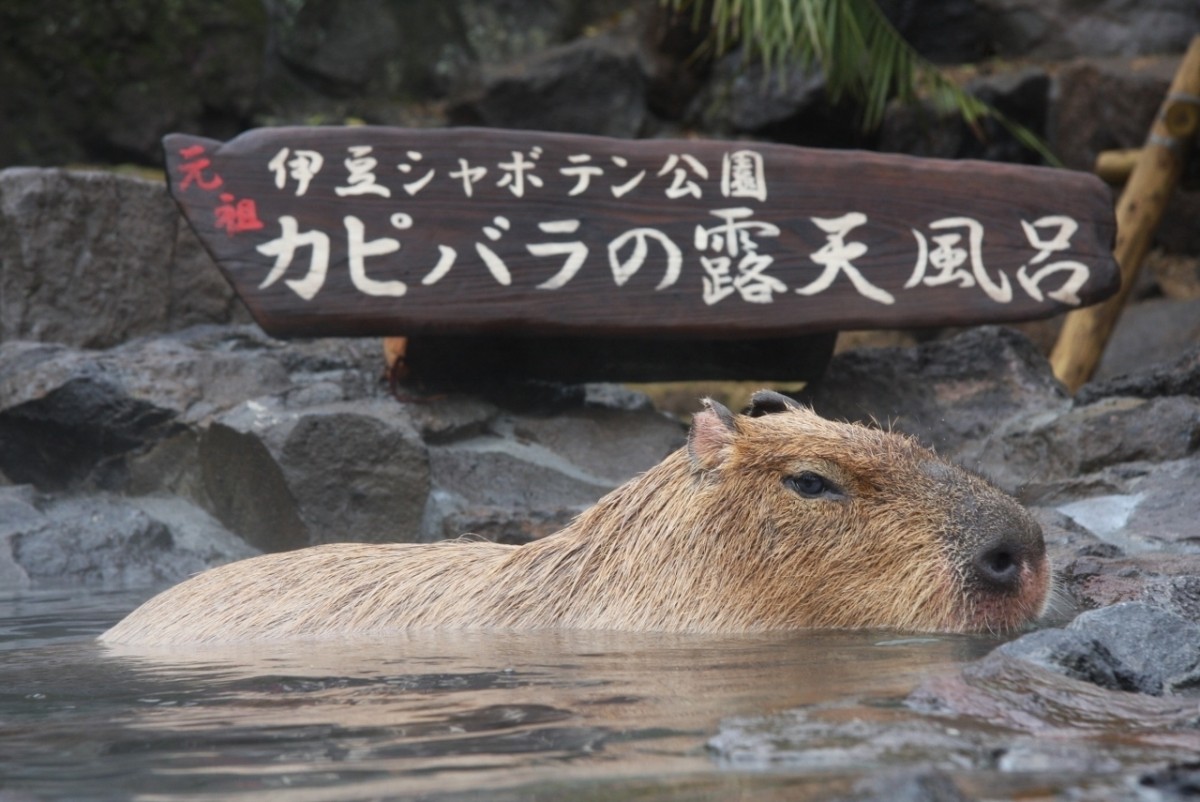 「カピバラの露天風呂」に“いいね！”で投票しよう！ 4園国の対決が開幕