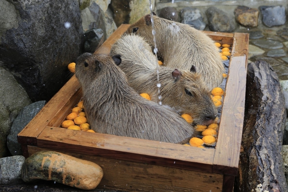 「カピバラの露天風呂」に“いいね！”で投票しよう！ 4園国の対決が開幕