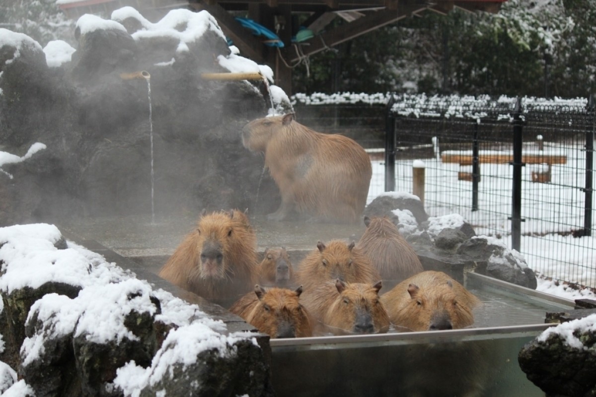 「カピバラの露天風呂」に“いいね！”で投票しよう！ 4園国の対決が開幕