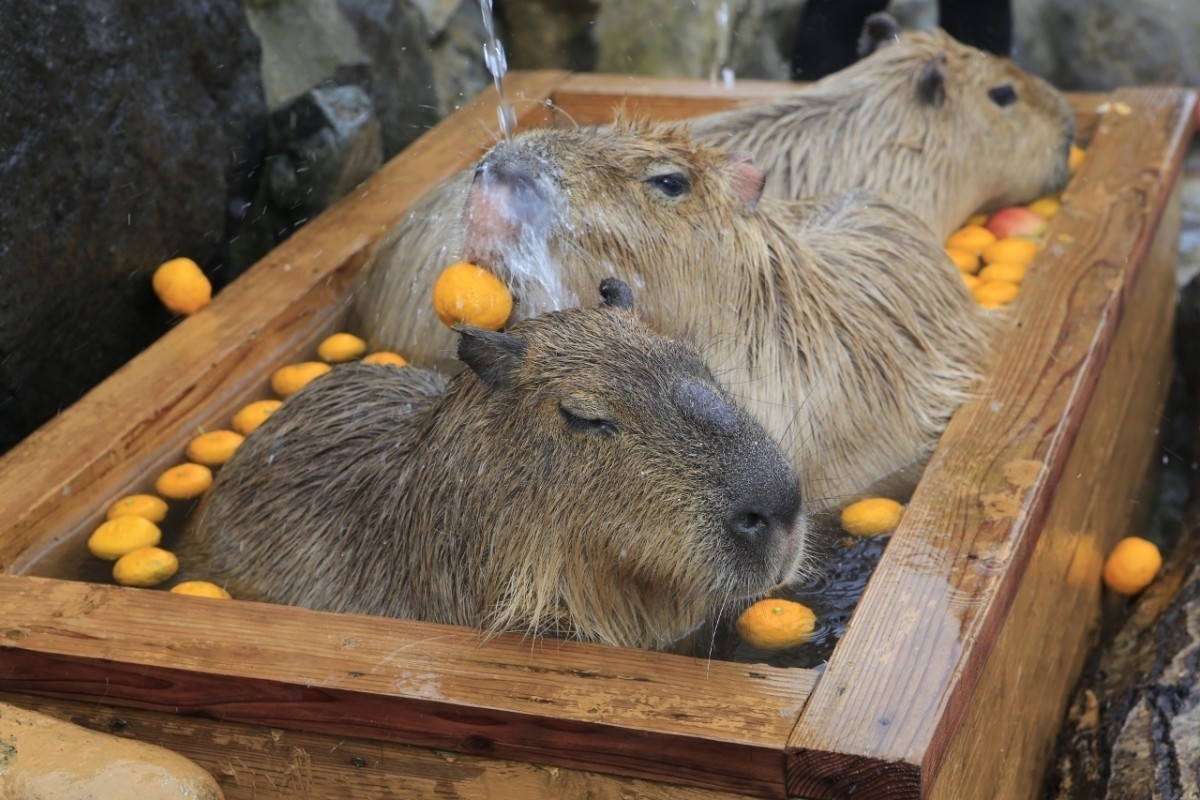 「カピバラの露天風呂」に“いいね！”で投票しよう！ 4園国の対決が開幕