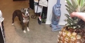 ＜動画＞パイナップルがどうしてもモンスターに見えてしまう強面わんちゃん