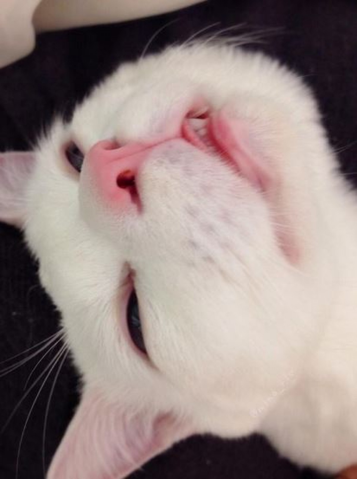 寝顔が醜いセツちゃん、海外でも話題に！「日本の“ジキルとハイド”ねこ」と紹介