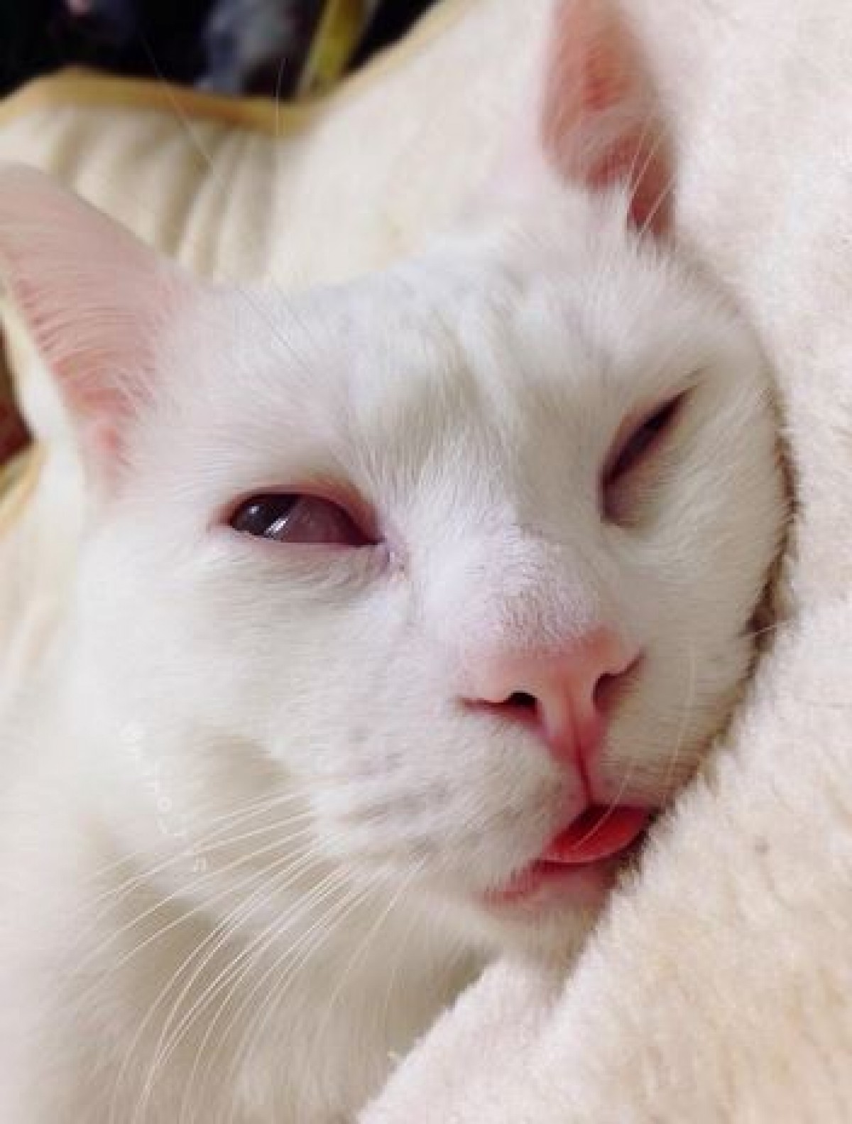 寝顔が醜いセツちゃん、海外でも話題に！「日本の“ジキルとハイド”ねこ」と紹介