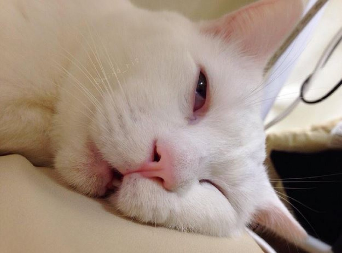 寝顔が醜いセツちゃん、海外でも話題に！「日本の“ジキルとハイド”ねこ」と紹介