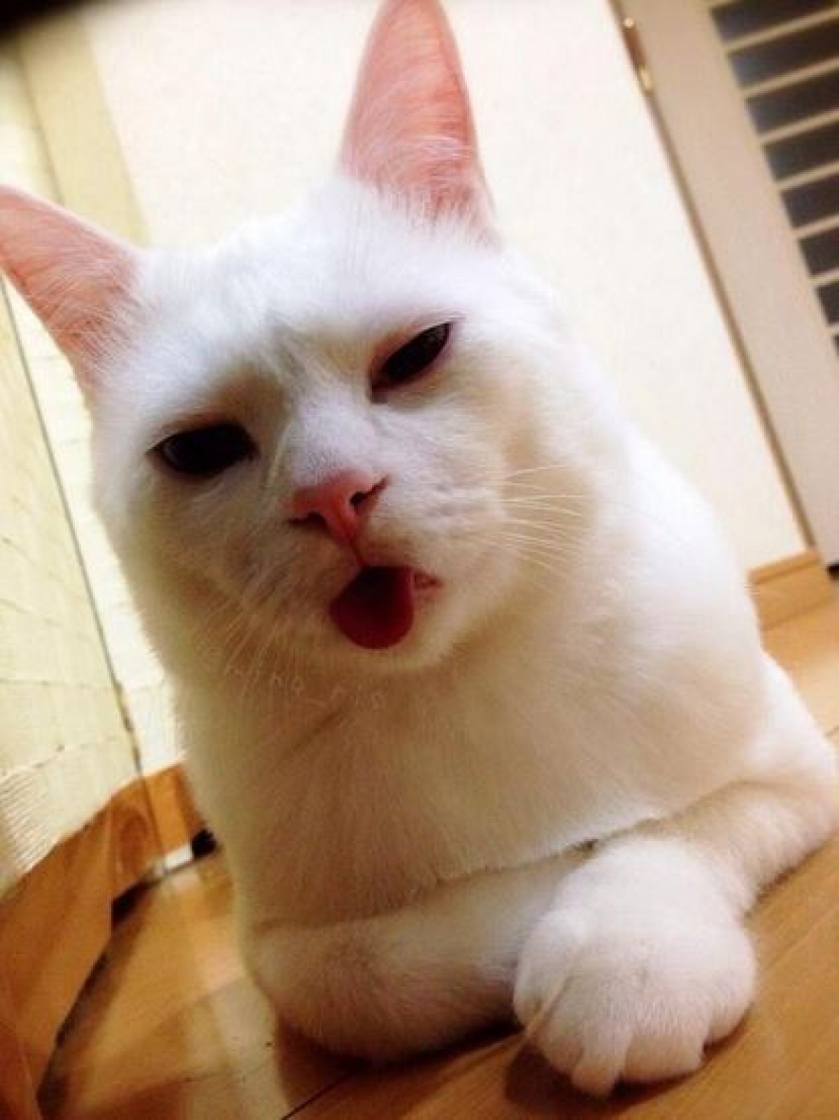 寝顔が醜いセツちゃん、海外でも話題に！「日本の“ジキルとハイド”ねこ」と紹介