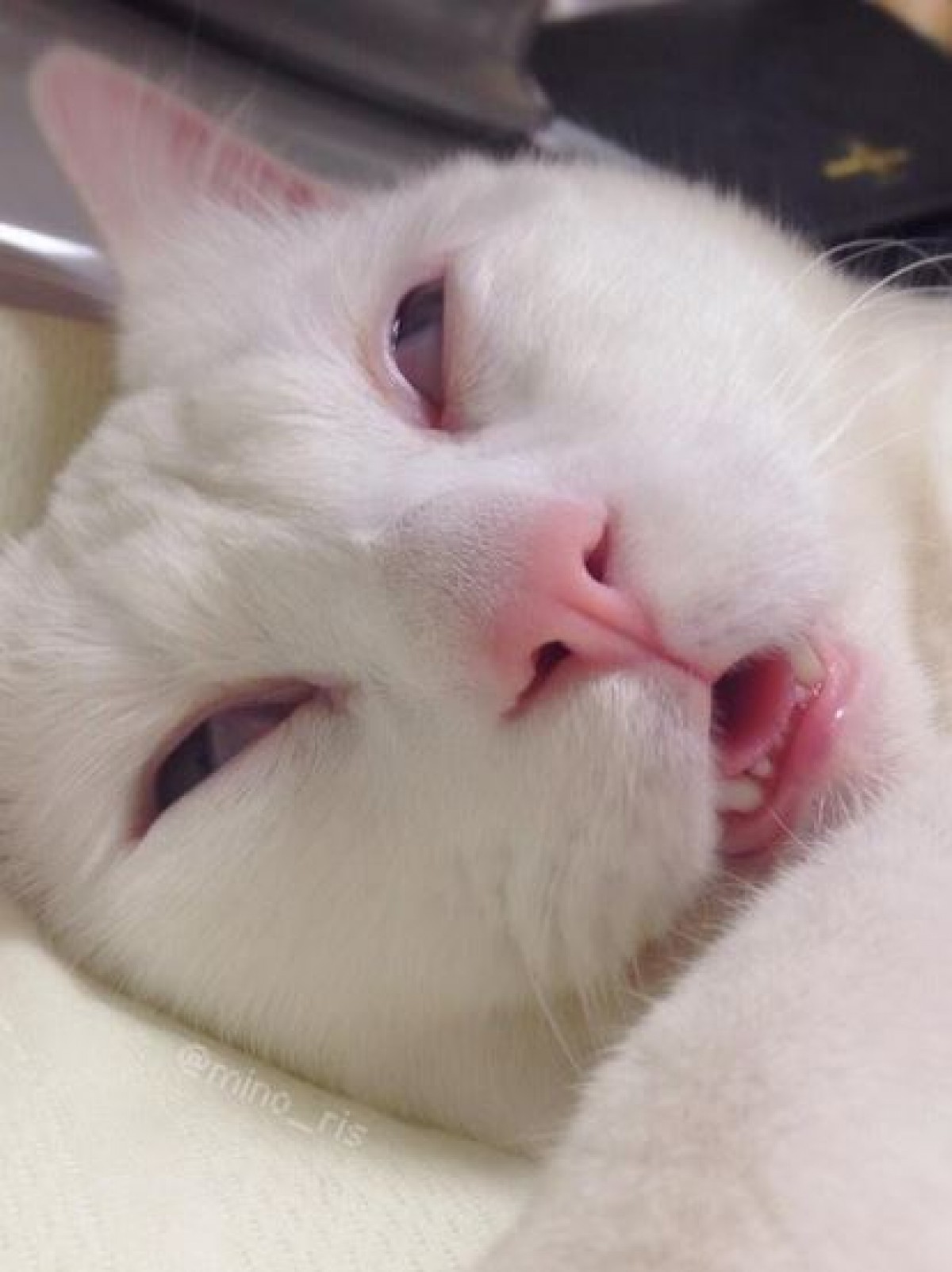 寝顔が醜いセツちゃん、海外でも話題に！「日本の“ジキルとハイド”ねこ」と紹介