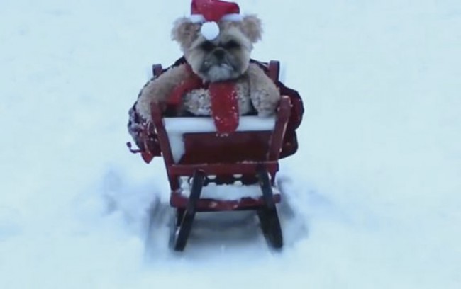 話題のイウォーク犬、かわいいサンタに変身！