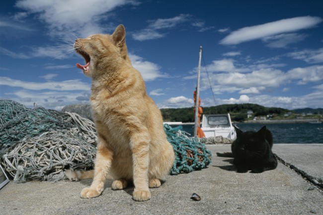 写真家・岩合光昭が写すねこ