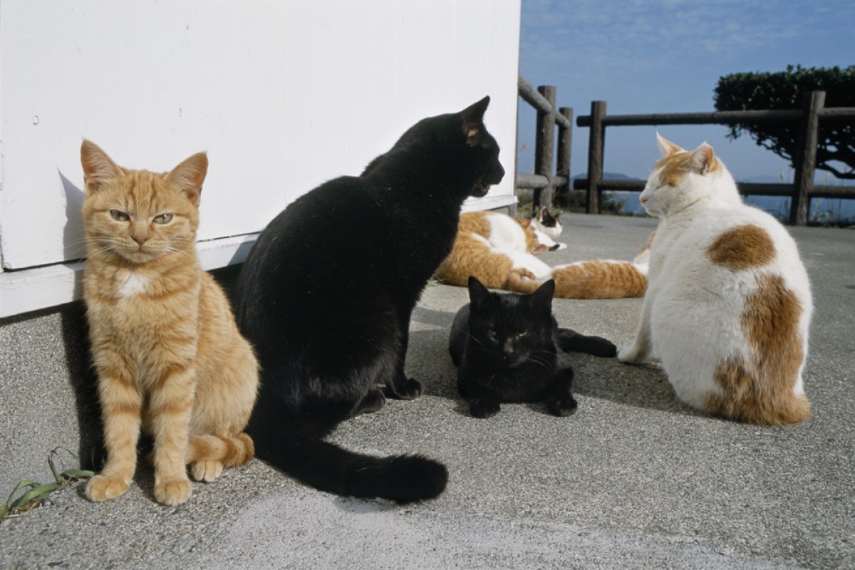 写真家・岩合光昭、“どうぶつの家族”をテーマに写真展開催！『ねこ』未発表作も出展