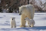 写真家・岩合光昭が写すどうぶつの家族