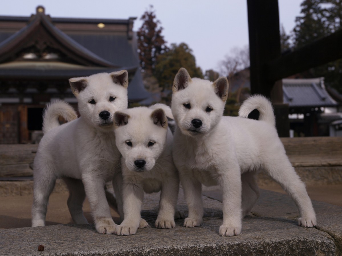 写真家・岩合光昭、“どうぶつの家族”をテーマに写真展開催！『ねこ』未発表作も出展