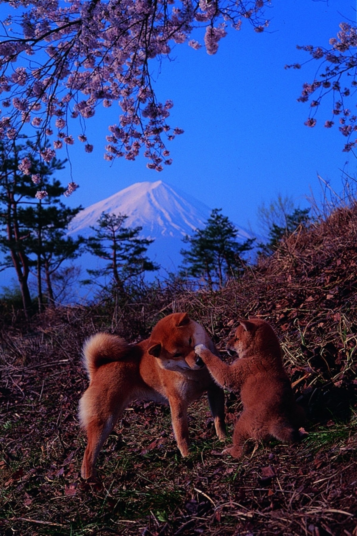 写真家・岩合光昭、“どうぶつの家族”をテーマに写真展開催！『ねこ』未発表作も出展