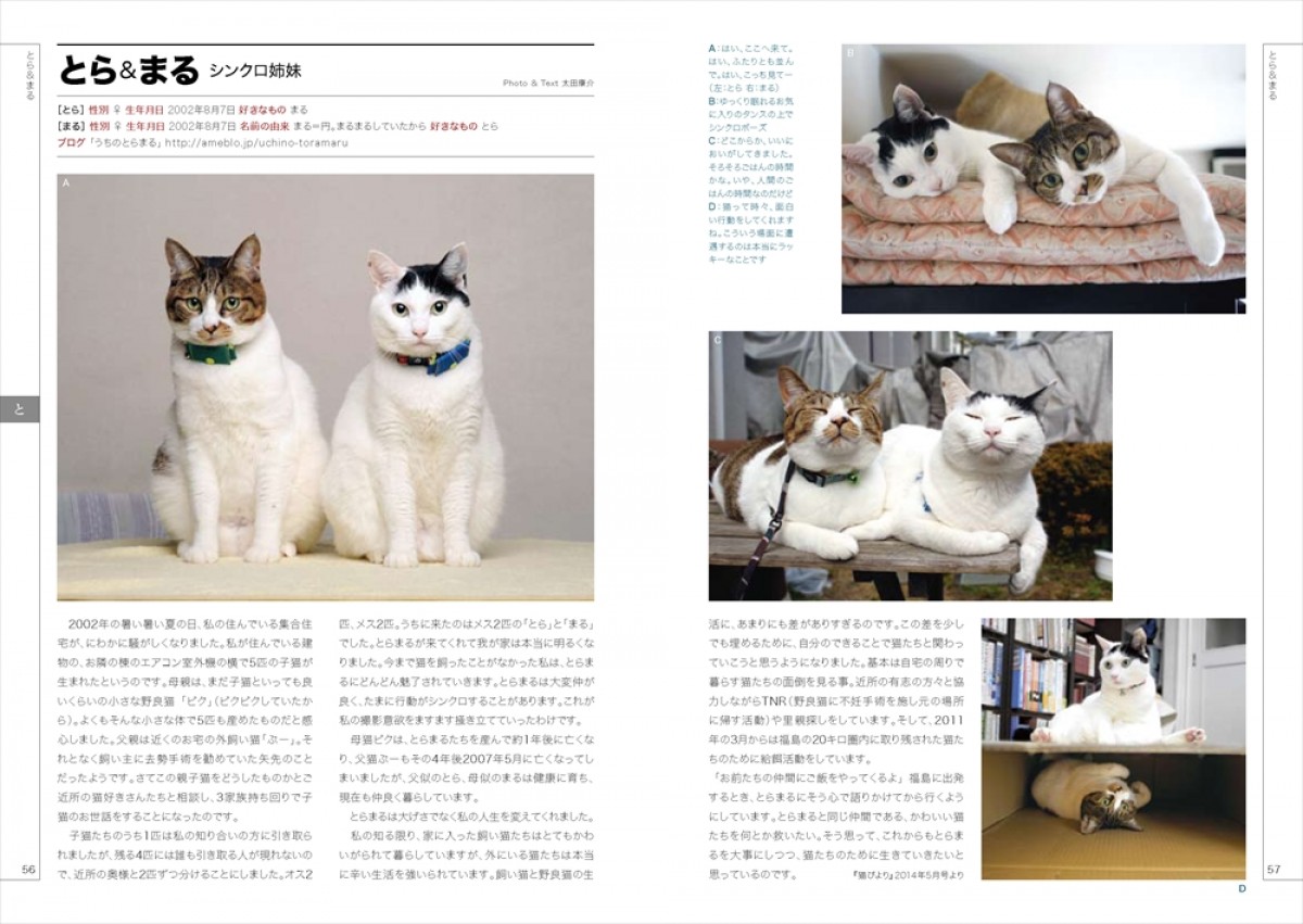 “ネコ界のスター”完全網羅のデータブック登場！　衝撃の寝顔、猫侍、じゃらん猫も