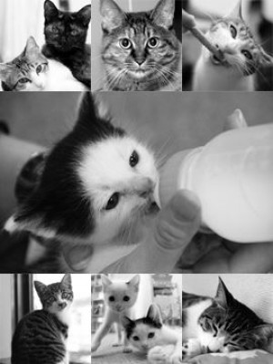 9匹の猫の監視下で働きたい人求む！ 月5千円の“猫手当て”支給します