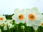 ホテル椿山荘東京では冬の花々を堪能できる「花かほる ～Scent of Flowers～」開催中