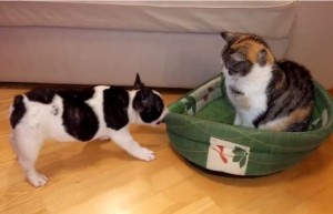 ＜動画＞猫と子犬がベッドを巡り攻防戦…にしても猫、貫禄ありすぎ！