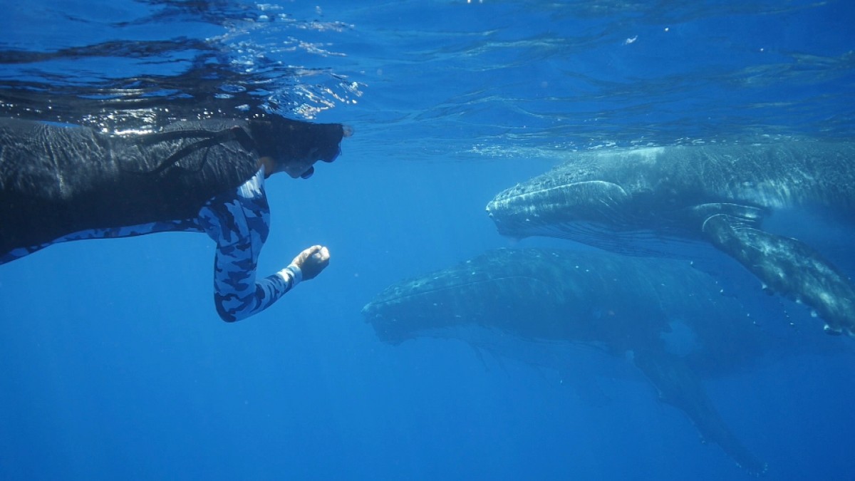 伊藤英明「子どもがいたら見せたい」、クジラ親子の愛に触れ思いを語る