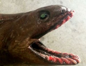 300本の歯を持つホラー級の珍種、漁師が水揚げ