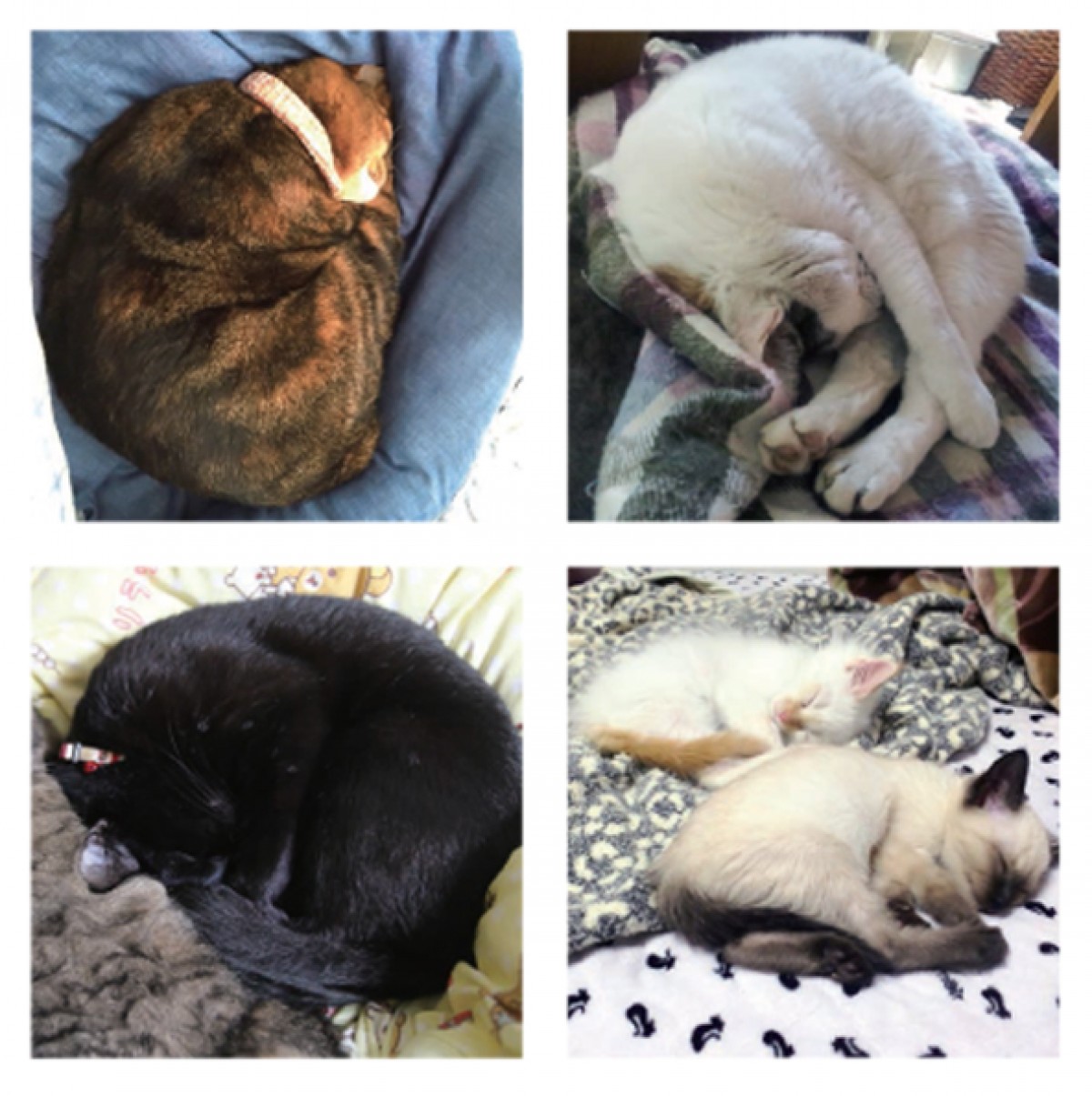 モフモフまあるい猫160匹以上収録…写真集『ニャンモナイト』発売中