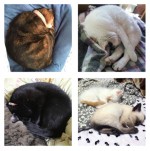くるんと丸まる「ニャンモナイト」たち