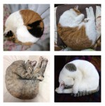 くるんと丸まる「ニャンモナイト」たち