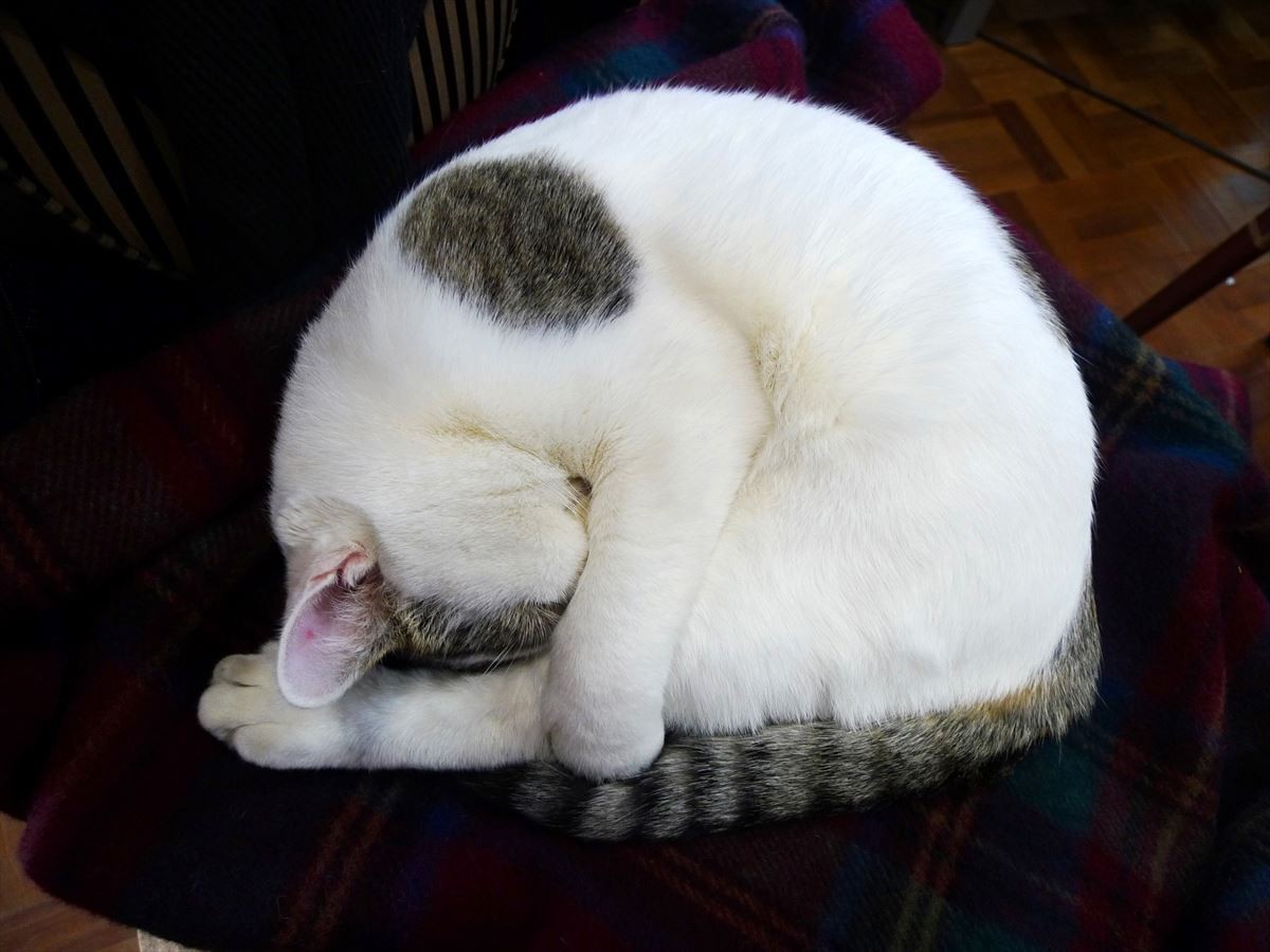 モフモフまあるい猫160匹以上収録…写真集『ニャンモナイト』発売中