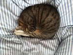 くるんと丸まる「ニャンモナイト」たち