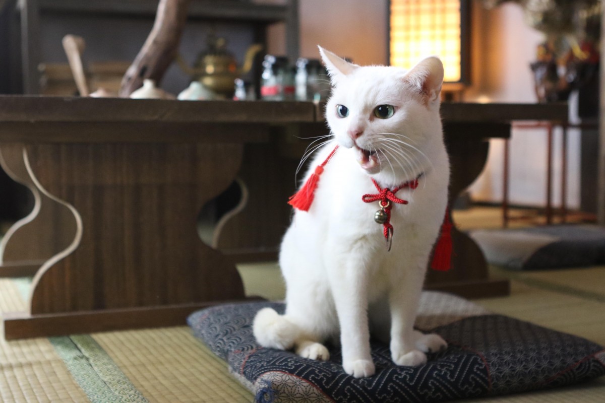 世界中が萌えた『猫侍』第2弾決定!北村一輝&玉之丞にまた会える!