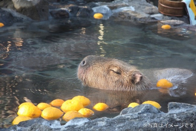 グレープフルーツ湯を楽しむカピバラ