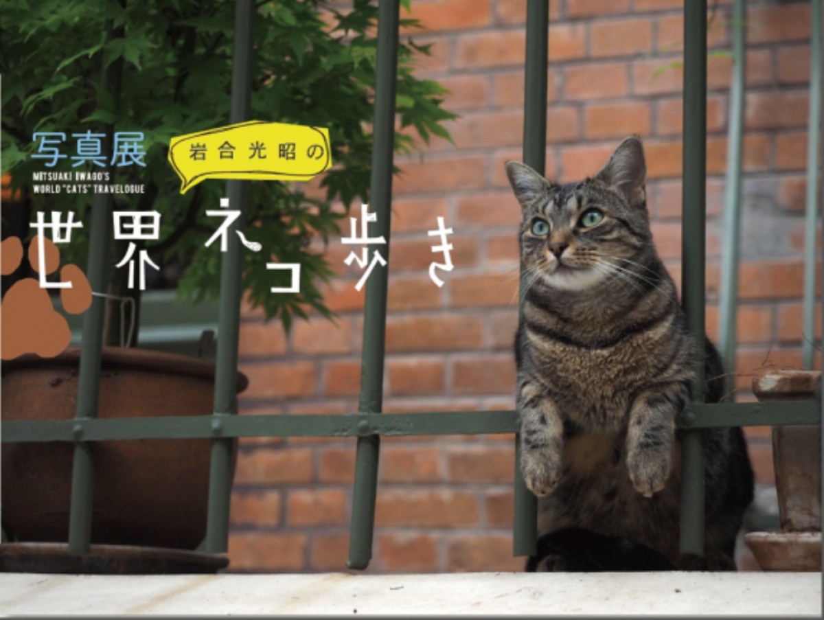 写真展『岩合光昭の世界ネコ歩き』メーンビジュアル