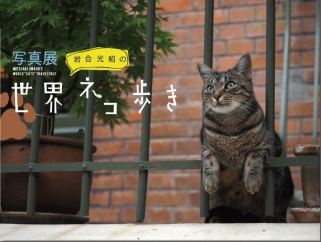 写真展『岩合光昭の世界ネコ歩き』メーンビジュアル