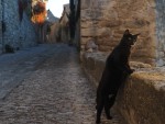 『岩合光昭の世界ネコ歩き』写真